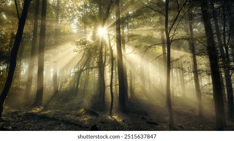 Magic of the sun and mist. Glowing light, silhouettes of trees and sunbeams in a misty forest. Amazing sunburst with majestic atmosphere. - Powered by Shutterstock