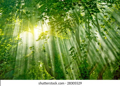 magic sunlight in fresh misty forest