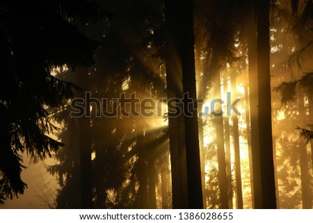 Magic sunset behing the trees