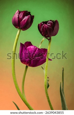 Magic three tulips on abstract colorful sunrise background