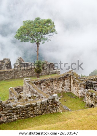 Magic tree in Machu Picchu