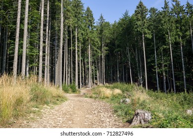 Magic trees and paths in the forest. Slovakia