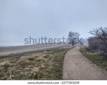 Magic trees and paths in the forest. Slovakia
