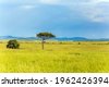 african grasslands