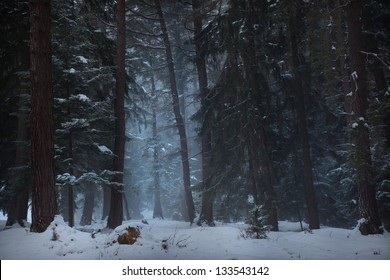 Magic Winter Forest Path