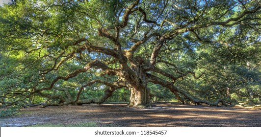 The Magical Angel Oak Tree in Charleston South Carolina