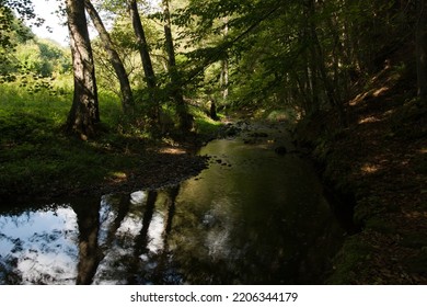 Magical Atmosphere Of A Quiet Forest Stream