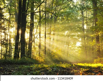 Magical autumn forest - Powered by Shutterstock