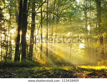 Magical autumn forest