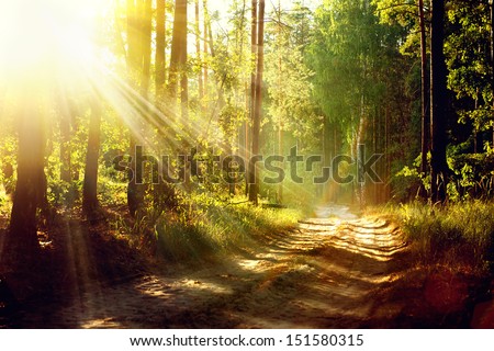 Magical Autumn Forest. Park. Beautiful Scene Misty Old Forest with Sun Rays, Shadows and Fog