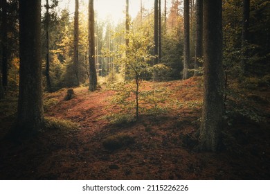 Magical autumn forest with a small tree in the center