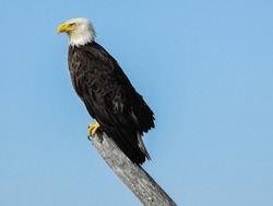 Magical Bald Eagle On A Log Lost In Thought