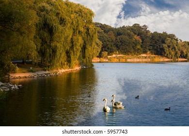 magical beauty lake with swans - Shutterstock ID 5957743