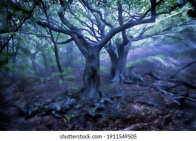Magical branched beautiful lilac trees in the foreground, with large roots visible from under the ground and small graceful green foliage in a misty morning, mysterious, quiet mountain forest