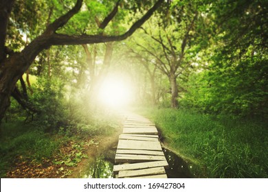 a magical bridge in a green lush forest
