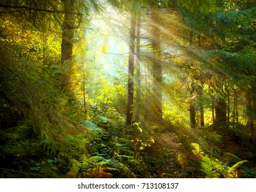 Magical Deep foggy Autumn Forest. Park. Beautiful Scene Misty Old Forest with Sun Rays, Shadows and Fog. Scenic Landscape - Powered by Shutterstock