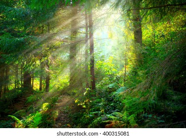 Magical Deep foggy Forest. Park. Beautiful Scene Misty Old Forest with Sun Rays, Shadows and Fog - Powered by Shutterstock