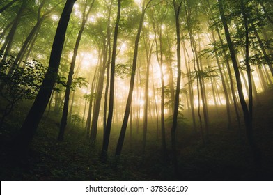 A magical early morning in the hilly foggy forest with sunlight passing through the leaves - Shutterstock ID 378366109