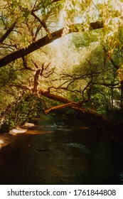 Magical enchanted forest with river running through