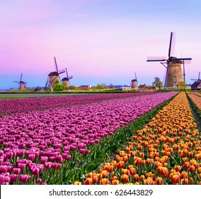 Magical fairy paysage fascinant avec moulins à vent champ de tulipes moyen à Kinderdijk, Pays-Bas, Europe à l'aube. (Méditation, anti-stress, Harmonie - concept)