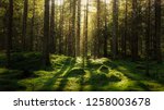 Magical fairytale forest. Coniferous forest covered of green moss. Mystic atmosphere.