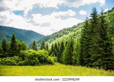 Magical fairytale forests. Coniferous forest covered green moss. Oniferous forest. Sunset Sunrise Sun Sunshine In Sunny Summer Coniferous Forest. Sunlight Sunbeams Through Woods In Forest Landscape.