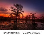 The magical and fairytale like landscape of the Caddo Lake at sunset, Texas