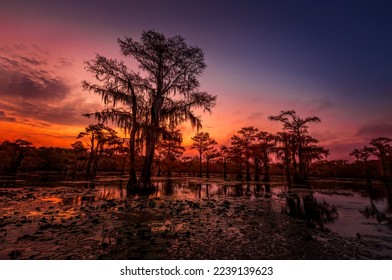 The magical and fairytale like landscape of the Caddo Lake at sunset, Texas - Powered by Shutterstock