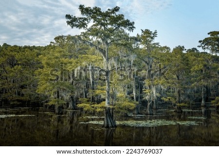 The magical and fairytale like landscape of the Caddo Lake, Texas Stok fotoğraf © 