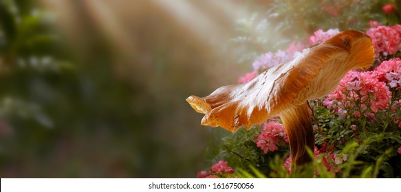 Magical fantasy large mushroom in enchanted fairy tale forest with fabulous fairytale blooming pink rose flower garden on blurred mysterious background and shiny glowing sun rays in the morning