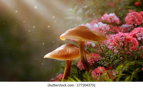 Magical fantasy mushrooms in enchanted fairy tale elf forest with fabulous fairytale blooming pink rose flower garden on mysterious background and shiny glowing stars and sun rays in the morning