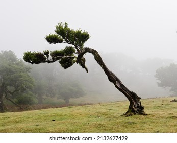 Magical Foggy Forest And Laurel Trees With Unusual Shapes Caused By Harsh Wind And Environment. Travel The World. Strong Winds, Clouds And Fog. Fairy Tale Place. Laurisilva Of Madeira UNESCO Portugal.