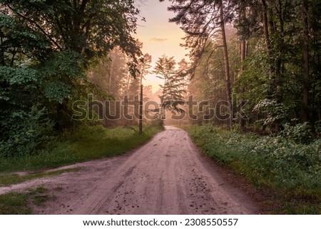 A magical forest just after the rain. Forest illuminated by the setting sun. Gravel road in the forest. Misty forest