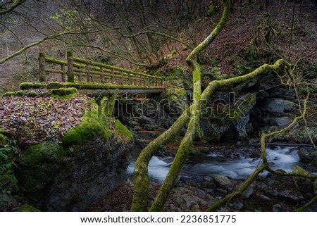 Magical forest old bridge in the forest winter season. algae, moss wooden small bridge. Jungle footpath, beautiful river, and moss rock. Amazing place in Japan.