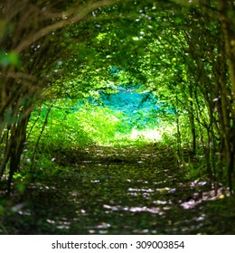 Magical Forest With Path To The Light Through Dark Tunnel Of Trees