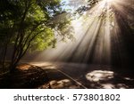 Magical forest with sunlight rays through the wood and mist  against local curve street