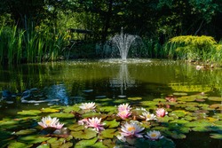 Magical Garden Pond With Blooming Water Lilies And Lotuses. There Is Beautiful Cascading Fountain In Pond. Evergreens And Aquatic Plants Are Reflected In Water. Atmosphere Of Relaxation And Rest.