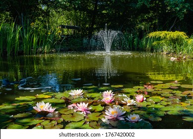 Magical garden pond with blooming water lilies and lotuses. There is beautiful cascading fountain in pond. Evergreens and aquatic plants are reflected in water. Atmosphere of relaxation and rest. - Powered by Shutterstock