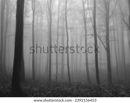 Similar – Image, Stock Photo Lost Forest Fog Tree