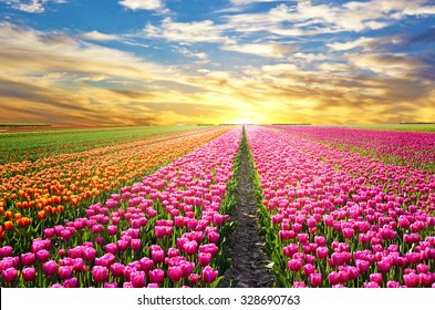 A magical landscape with sunrise over tulip field in the Netherlands