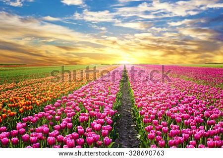A magical landscape with sunrise over tulip field in the Netherlands Stock foto © 