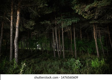 magical lights sparkling in mysterious forest at night. Pine forest with strange light. Long exposure shot