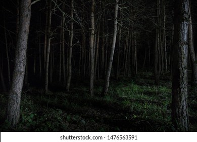 Forest Night Images Stock Photos Vectors Shutterstock