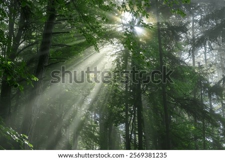 Magical moment in sun-dappled forest in Carinthia, Austria. Sunbeams pierce through dense canopy of trees. Dramatic ethereal light on forest floor. Mystery, tranquility. Interplay of light and shadow