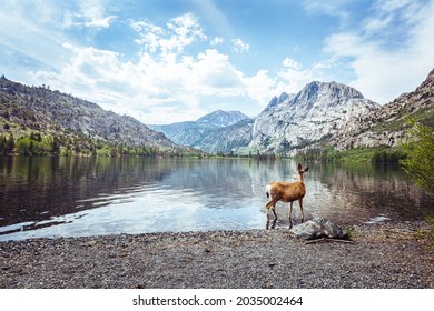 Magical Morning At Silver Lake, CA (June Lake Loop)