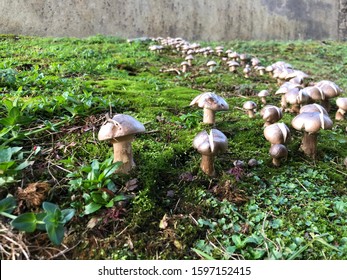 Magical Mystical Mushroom Patch Huge Cluster Of Shrooms