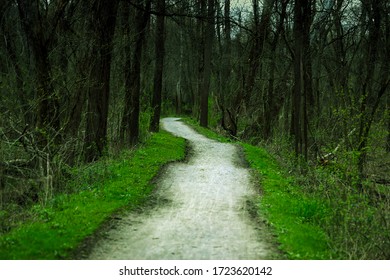 Magical path in the forest