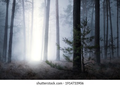 Magical picture of pine forest in night with mysterious beam of light coming from sky down to the ground. Spooky foggy landscape of dark forest with some supernatural phenomenon - Powered by Shutterstock