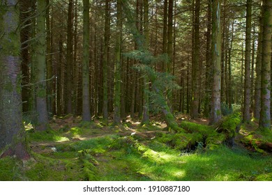 A Magical Pine Tree Forest During The Day With Moss And Grass.