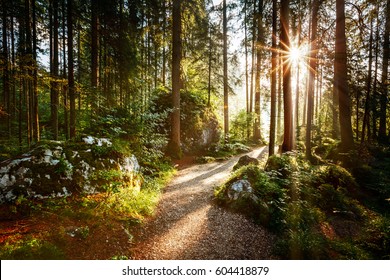 Magical scenic and pathway through woods in the morning sun. Dramatic scene and picturesque picture. Wonderful natural background. Location place Germany Alps, Europe. Explore the world's beauty.